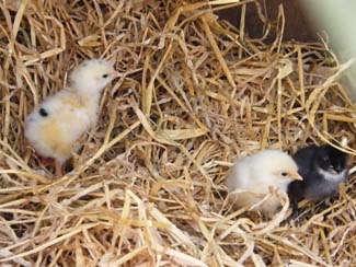 Castlefarm - Chicks